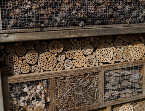 Día de los Árboles, los Áridos y la Biodiversidad: construir un hotel para insectos