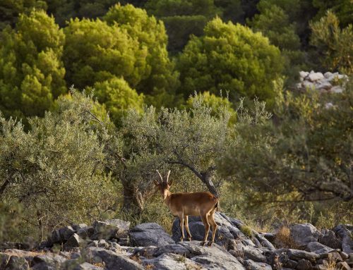 ROTATE: Guía de indicadores de biodiversidad para explotaciones de áridos y mineras