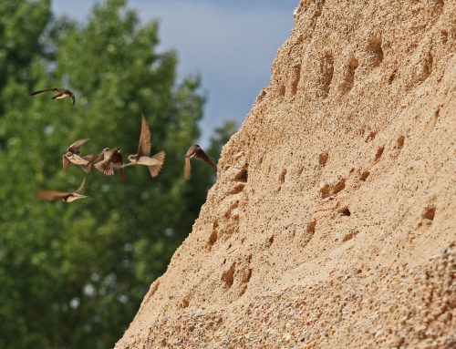 El sector de los áridos, un aliado para la nidificación del avión zapador